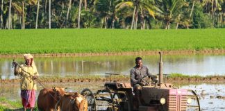 Apa Itu Budidaya: Arti, Manfaat, dan Contoh Budidaya Apa Itu Budidaya Arti, Manfaat, dan Contoh Budidaya