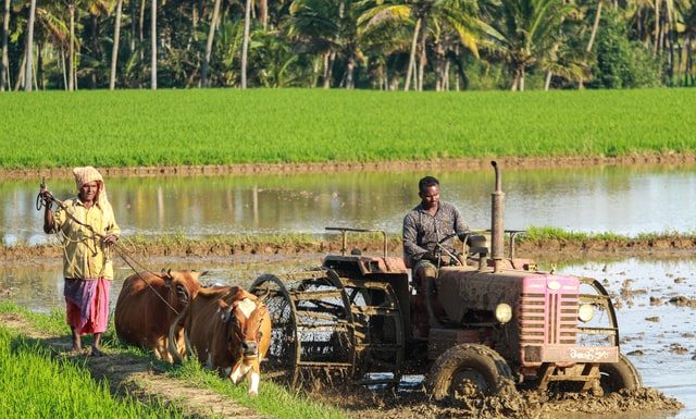 Apa Itu Budidaya: Arti, Manfaat, dan Contoh Budidaya Apa Itu Budidaya Arti, Manfaat, dan Contoh Budidaya