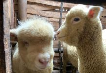 Domba Batur: Mengenal Rumpun Domba Lokal Unggulan dari Dataran Tinggi Dieng Domba Batur: Mengenal Rumpun Domba Lokal Unggulan dari Dataran Tinggi Dieng