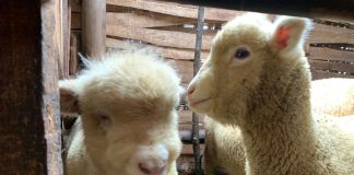 Domba Batur: Mengenal Rumpun Domba Lokal Unggulan dari Dataran Tinggi Dieng Domba Batur: Mengenal Rumpun Domba Lokal Unggulan dari Dataran Tinggi Dieng