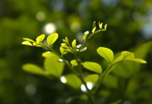 Fotosintesis: Proses Vital Tumbuhan, Tahapan Lengkap, Syarat, Faktor, dan Manfaatnya bagi Kehidupan