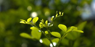 Fotosintesis: Proses Vital Tumbuhan, Tahapan Lengkap, Syarat, Faktor, dan Manfaatnya bagi Kehidupan